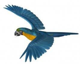 Летящий попугай - картинка					№11342