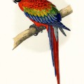 Экзотический попугай - картинка №9586