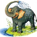 Слон купается - картинка №12359