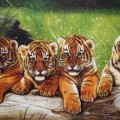 Много тигров - картинка №11493