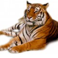 Тигр отдыхает - картинка №10647