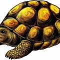 Коричневая черепаха - картинка №12829