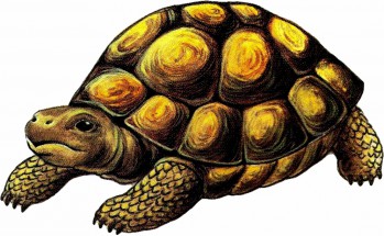 Коричневая черепаха - картинка					№12829