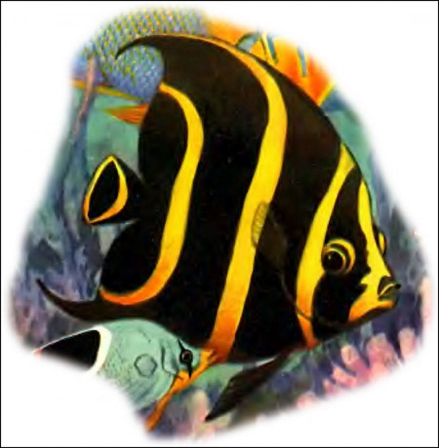 Желтополосая рыба ангел - картинка №12543