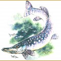 Щука и маленькие рыбешки - картинка №13642
