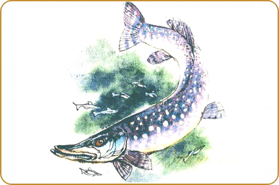 Щука и маленькие рыбешки - картинка №13642