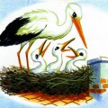 Аист кормит птенцов в гнезде - картинка №11724