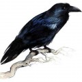 Черная ворона на ветке - картинка №11227