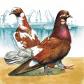 Два рыжих голубя на фоне порта - картинка №13717