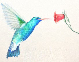 Бирюзовая колибри и коралловый цветок - картинка					№6205