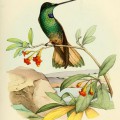 Колибри на ветке у воды - картинка №11061