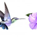 Лиловая колибри и сиреневый цветочек - картинка №9466