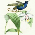 Синяя колибри и белый цветочек - картинка №11403