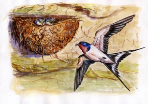Ласточка кормит птенцов в гнезде - картинка					№10712