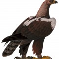 Большой орел стоит на двух толстых лапах - картинка №6234