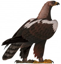 Большой орел стоит на двух толстых лапах - картинка					№6234