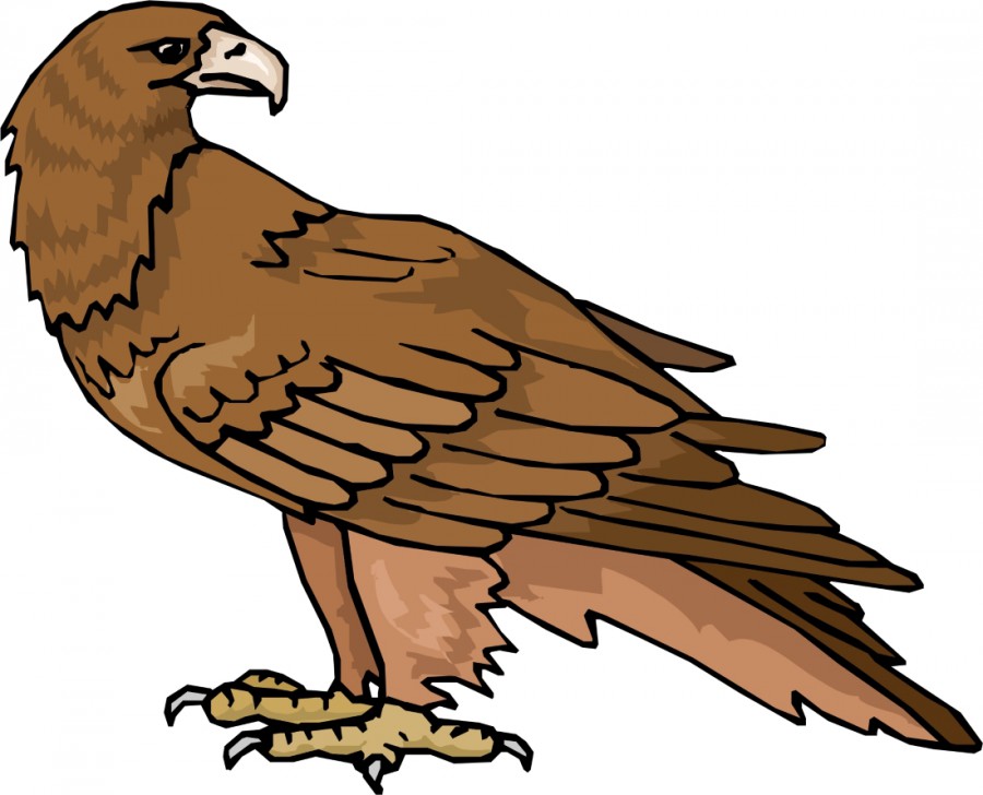 Коричневый орел стоит в полоборота - картинка №8556