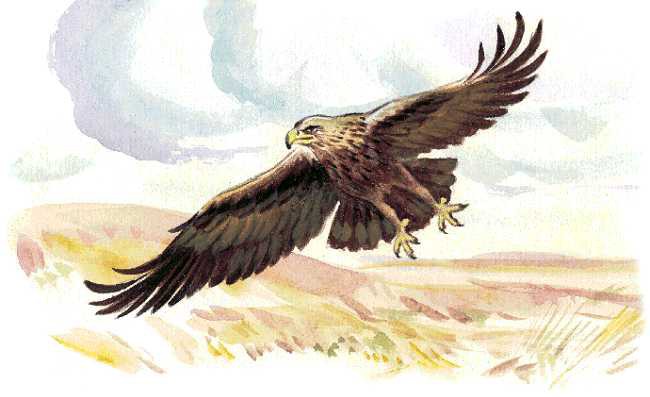 Орел над полем - картинка №12291