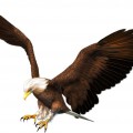 Орел пытается приземлиться - картинка №11689