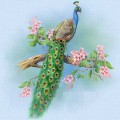 Павлин на ветке цветущего дерева - картинка №10490