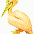Пеликан с золотистым отливом - картинка №11186