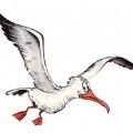 Смешная чайка в полете - картинка №12305
