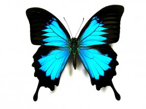 Бирюзовая бабочка - картинка					№6401