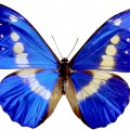 Картинка с бабочкой - картинка №12570