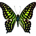 Красивая бабочка - картинка №14073