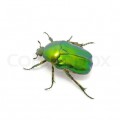 Зеленый жук - картинка №13288