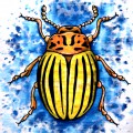 Колорадский жук - картинка №12809