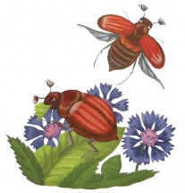 Майские жуки - картинка					№8602