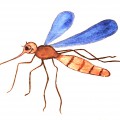Синие крылья у комара - картинка №8642