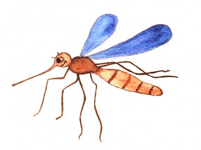 Синие крылья у комара - картинка					№8642
