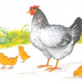 Курица с цыплятами - картинка №10695