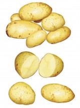 Картошка разрезанная - картинка					№9801