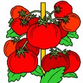Гроздья помидоров - картинка №8519