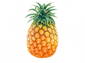 Толстый ананас - картинка					№8605