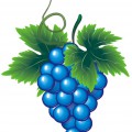 Нереально синий виноград - картинка №9925
