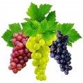 Три сорта винограда - картинка №12733