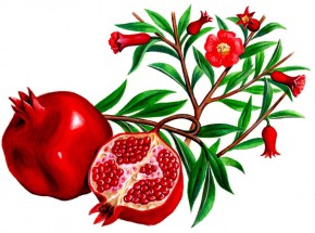 Плоды и цветы граната - картинка					№9952