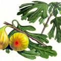 Плоды инжира на дереве - картинка №11834
