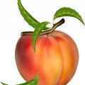 Персик с листьями - картинка №12254