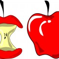 Яблоко и огрызок - картинка №11576