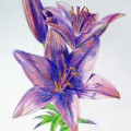 Голубая лилия - картинка №7562