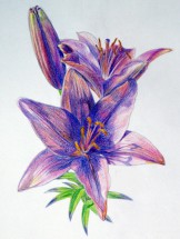 Голубая лилия - картинка					№7562