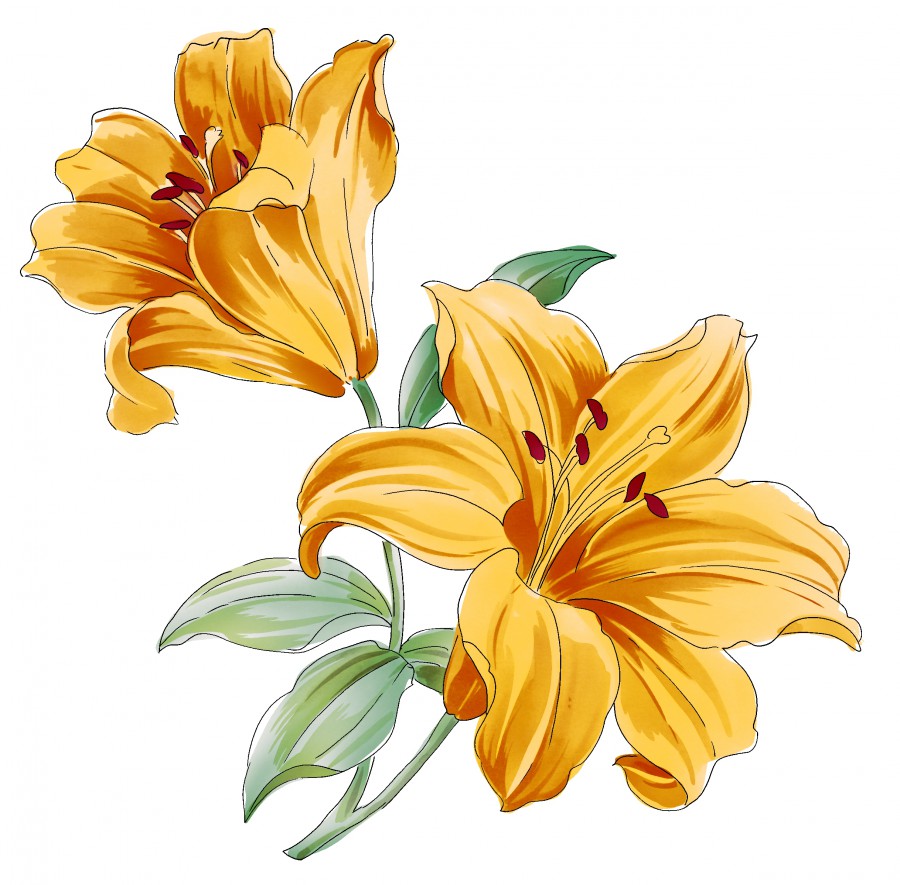 Желтые лилии - картинка №11593