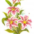 Четыре розовые лилии - картинка №12858