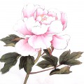 Бледно розовый пион - картинка №7385