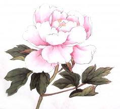 Бледно розовый пион - картинка					№7385
